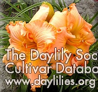 Daylily Simply Irresistible